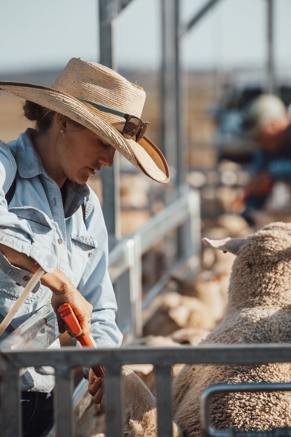 Farmer drenching sheep in a race