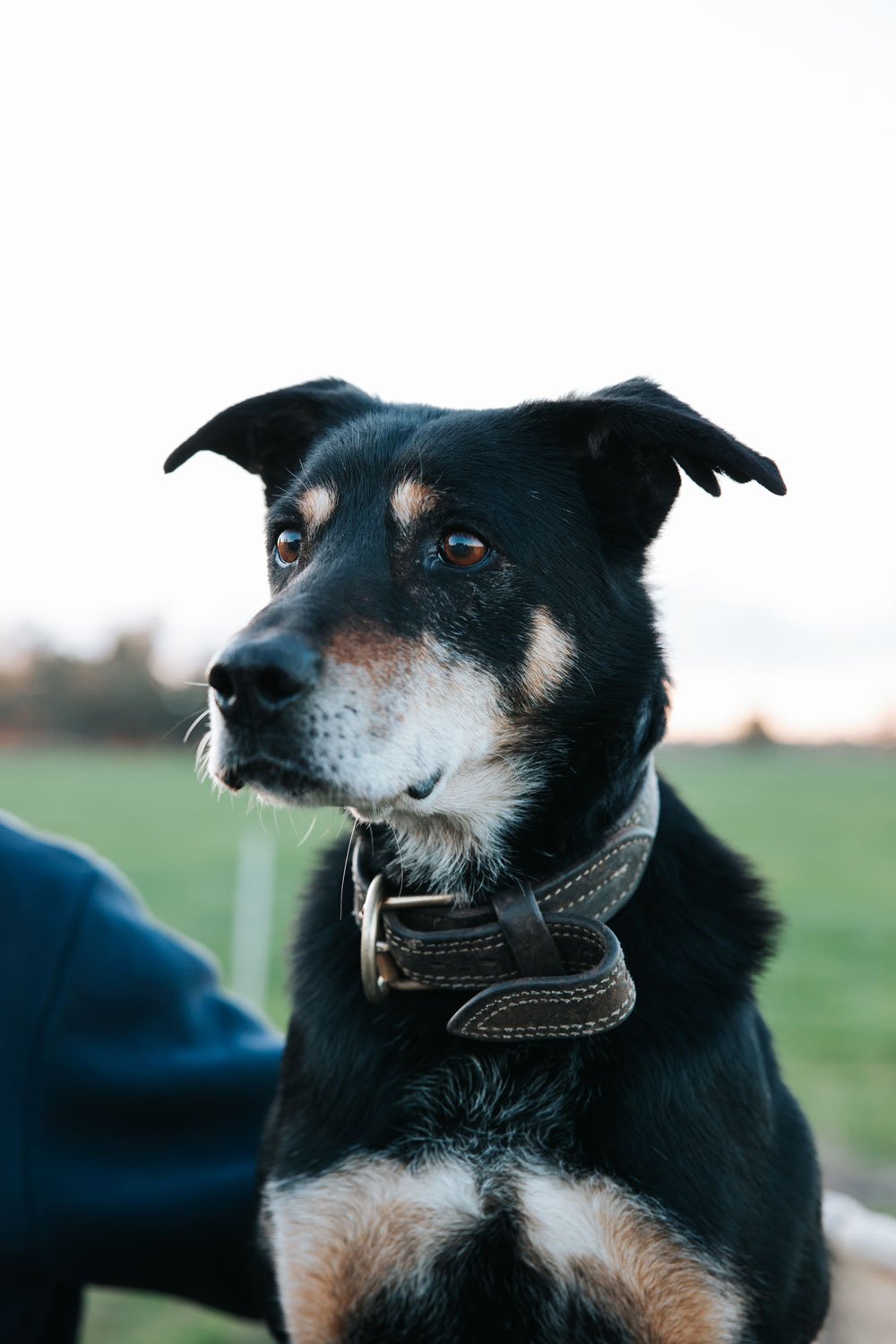 Old black and tan kelpie dog portrait