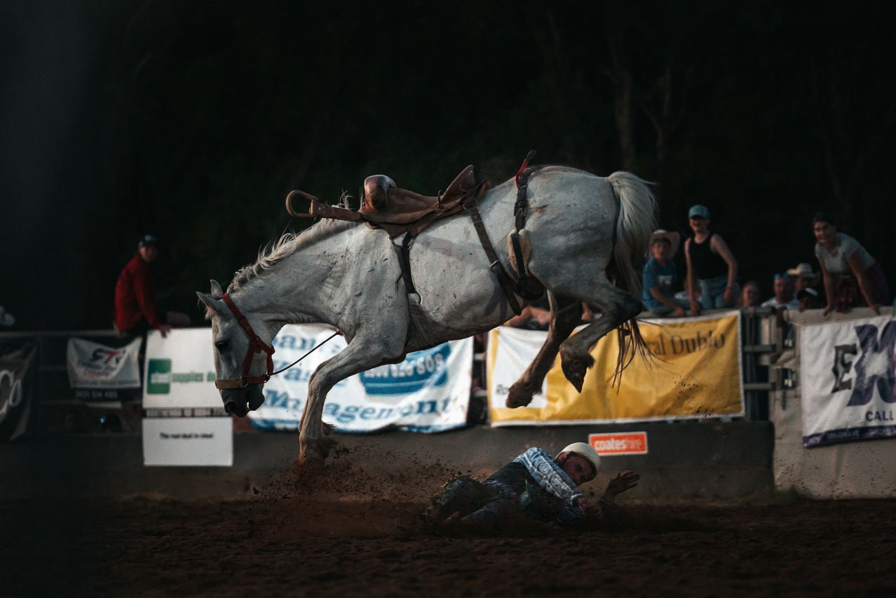 Rodeo bronco rider on the ground with the grey bronco bucking in the air above him