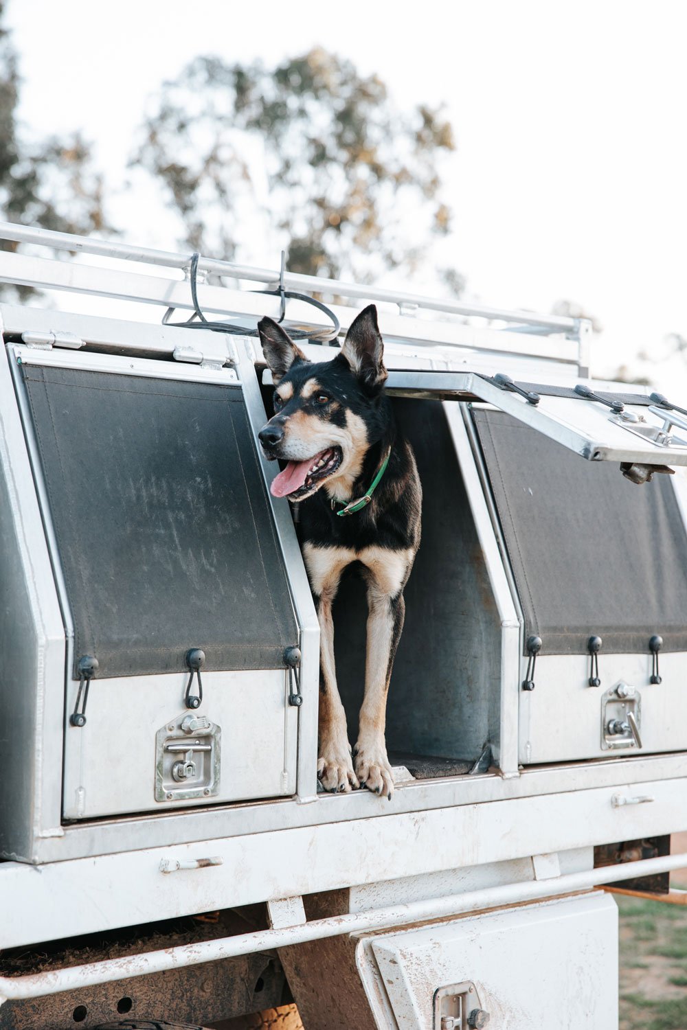 Black and tan kelpie dog peeking out of a ute cage