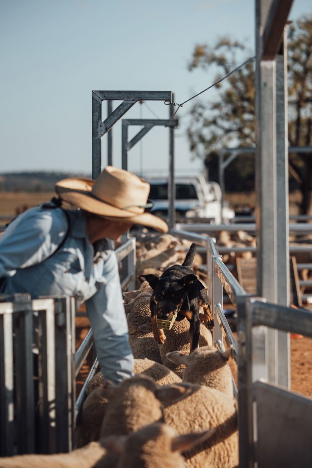 Farmer and black and tan kelpie dog working the race of sheep for drenching