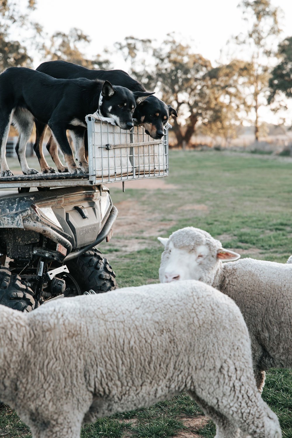 Two black and tan kelpie dogs on the back of a four-wheeler motorbike looking intently at two sheep underneath them