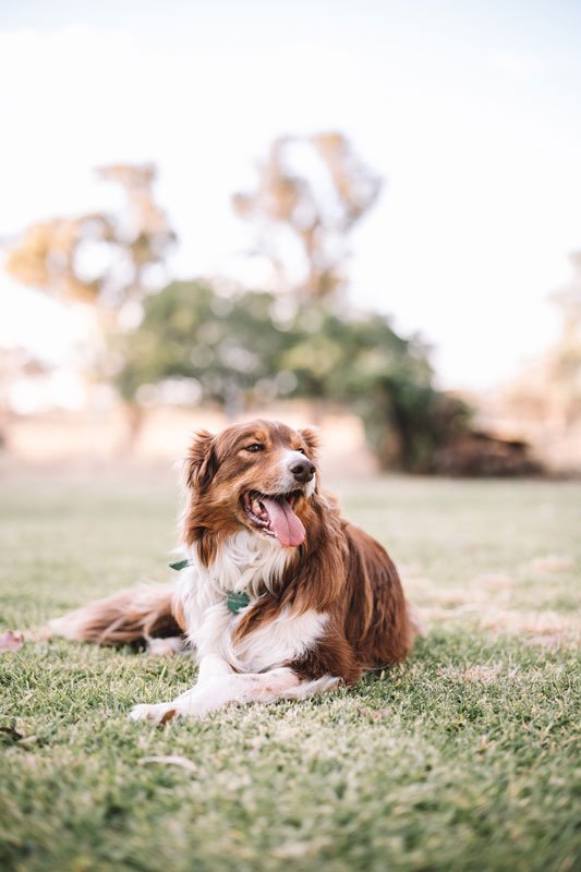 Red and white border collie dog sitting in the grass