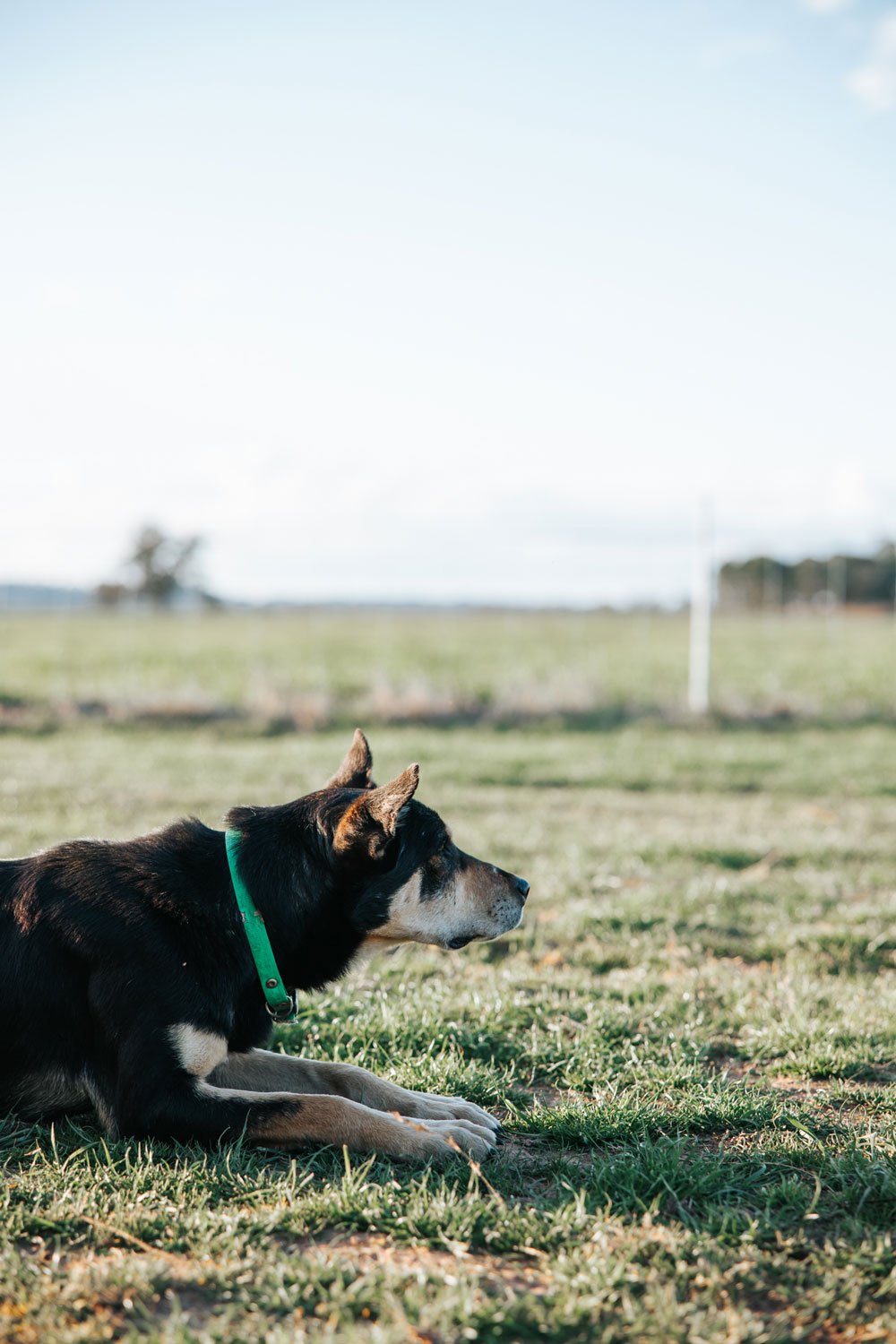 Black and tan kelpie dog laying on the ground looking alert