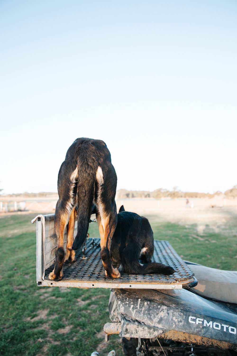 Two black and tan kelpie dogs on the back of a four-wheeler motorbike