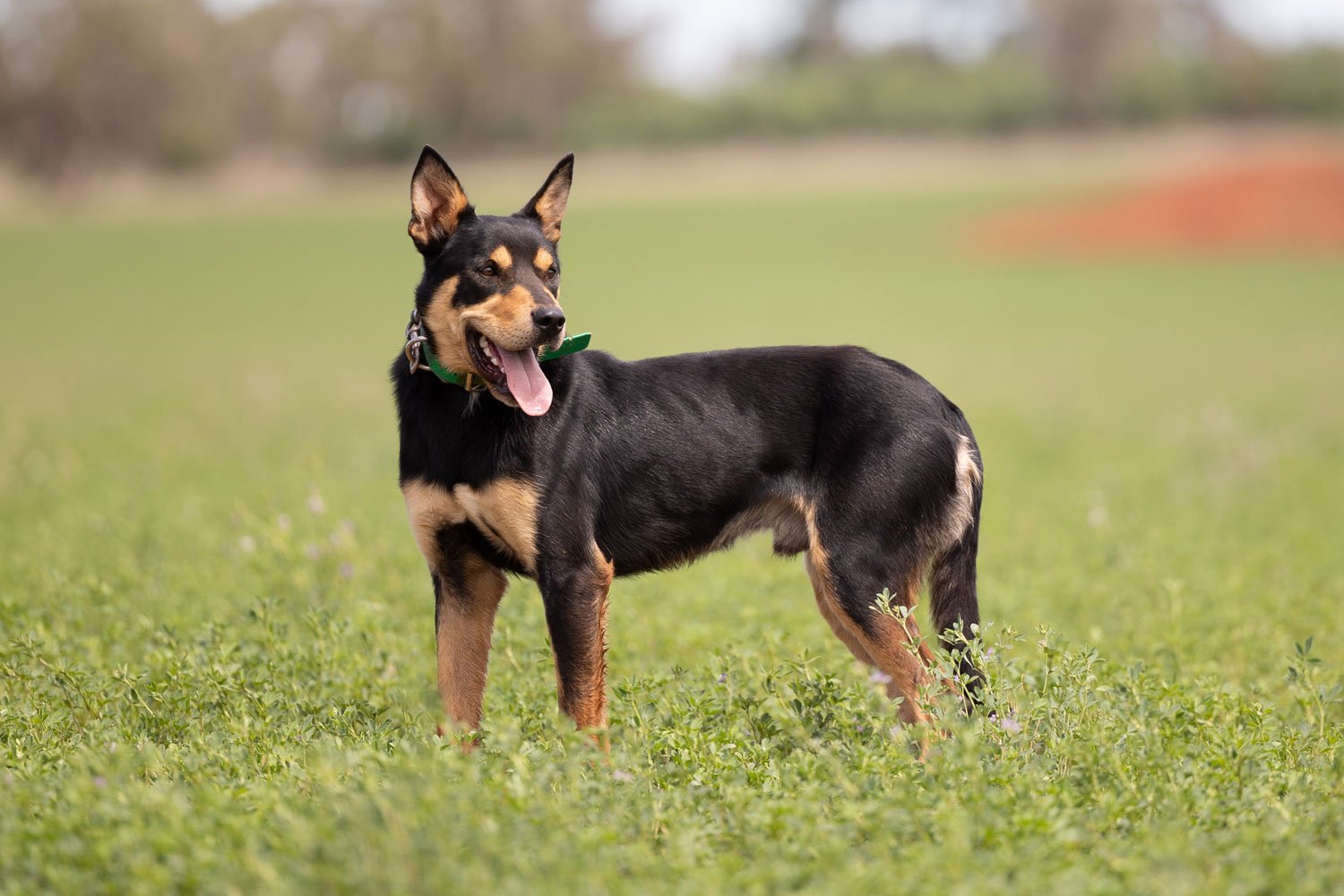 A black and tan kelpie dog in a crop of lucerne