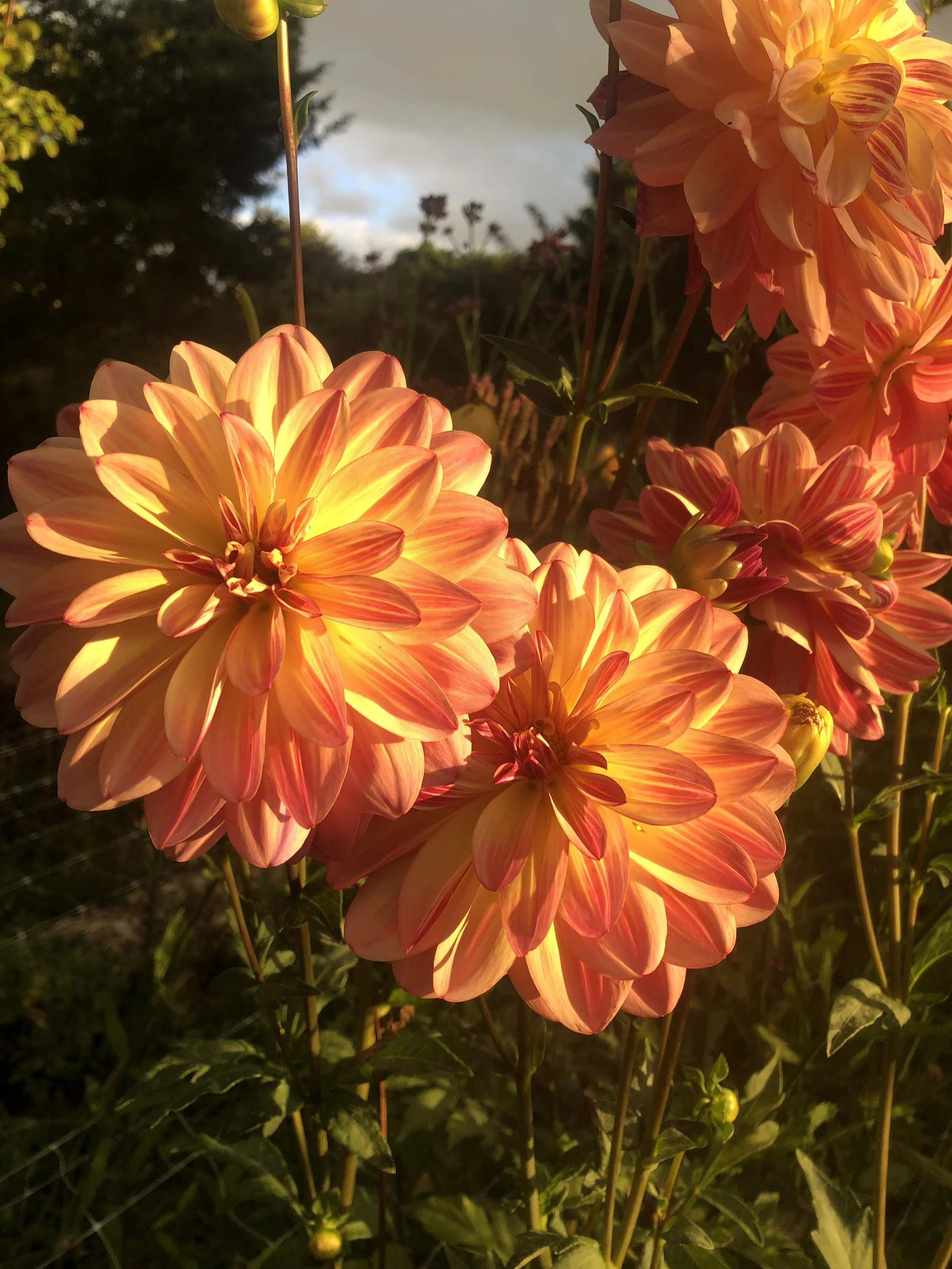 IMG_3555.jpeg (Copy) (Copy)