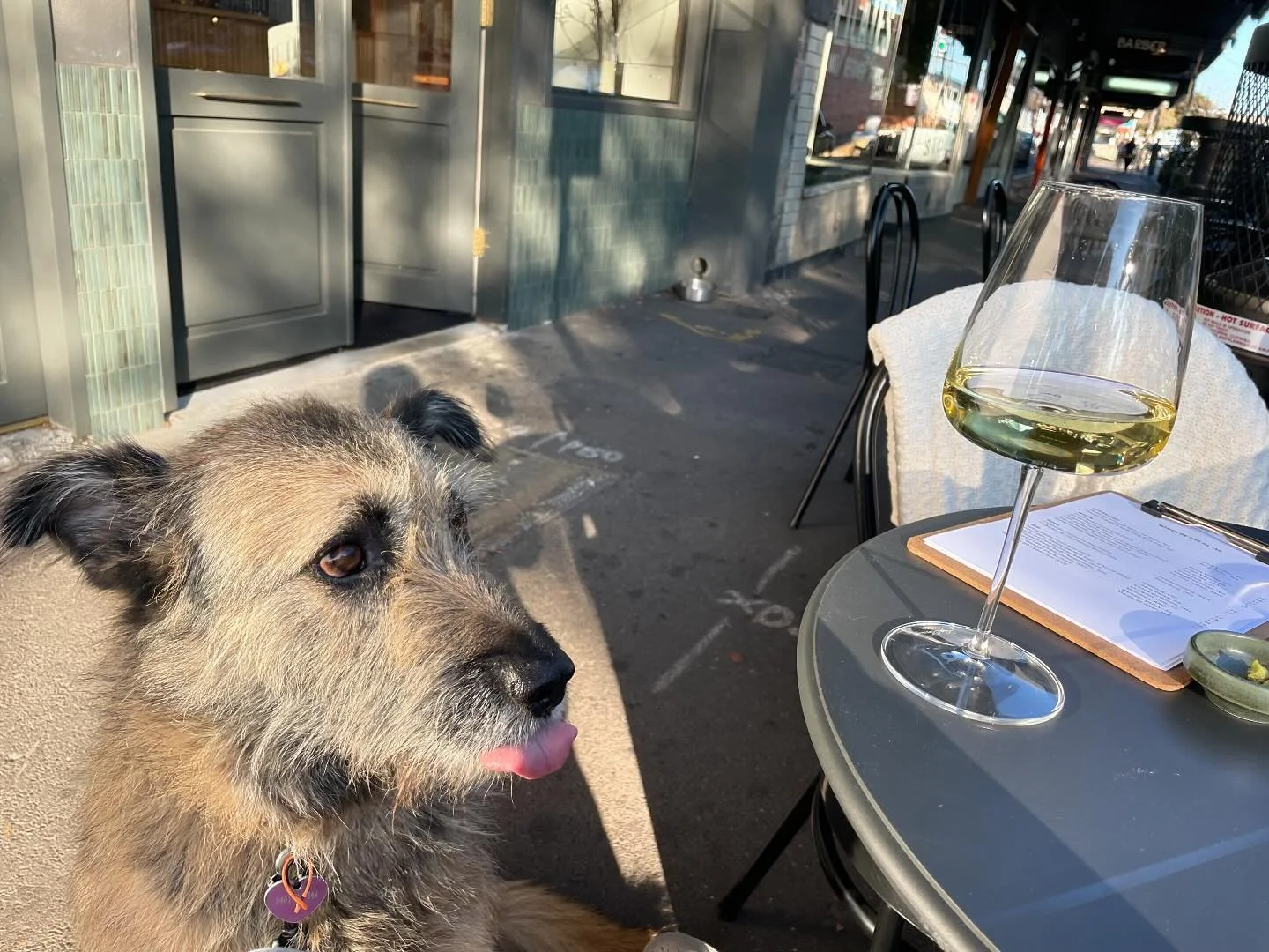 Some of our favourite regulars! Beautiful day for sitting outside with your bestie.