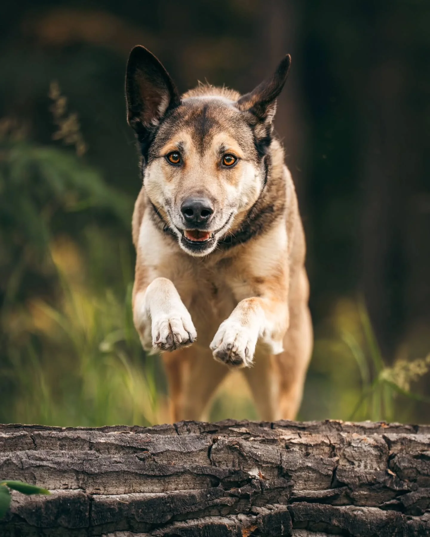 Big news for all the animal lovers in Fairbanks! I'm incredibly excited to share that I'll be officially launching pet portrait sessions on July 21st. My goal is to capture the playful personalities of your pets in a way you'll treasure forever. If y