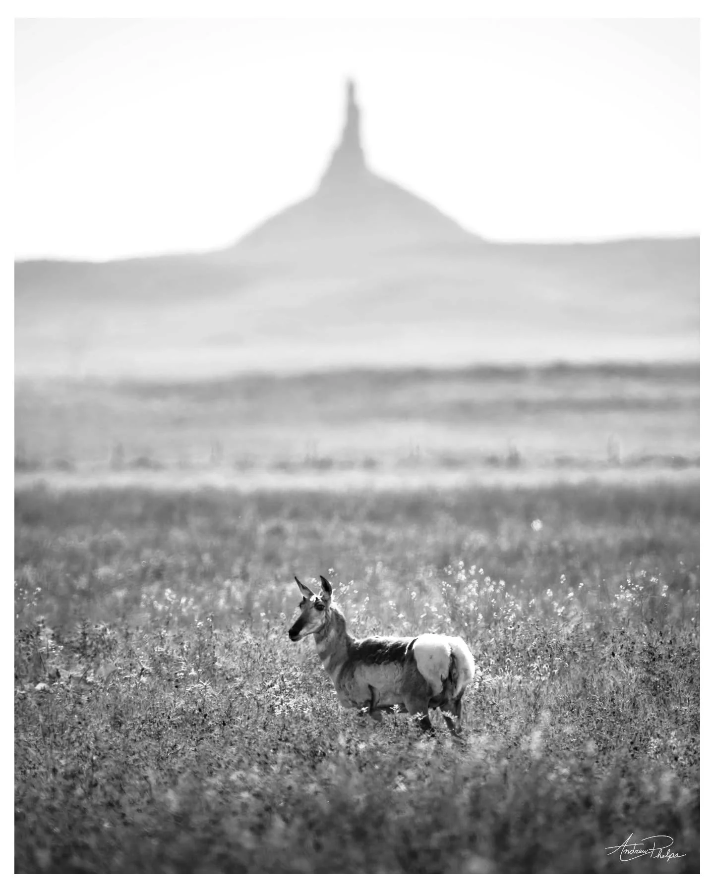 &quot;Meanings are not determined by situations, but we determine ourselves by the meanings we give to situations.&quot;- Alfred Adler

#chimneyrock #Nebraska #pronghorn #philosophyfriday