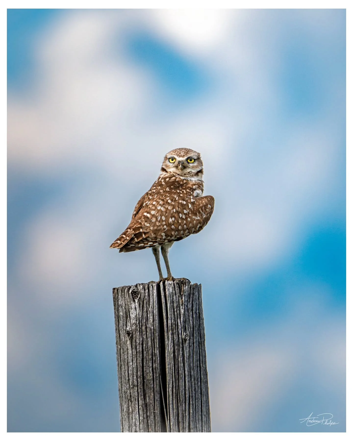 I'm always surprised by the tiny size of burrowing owls, but they're always awesome to see!