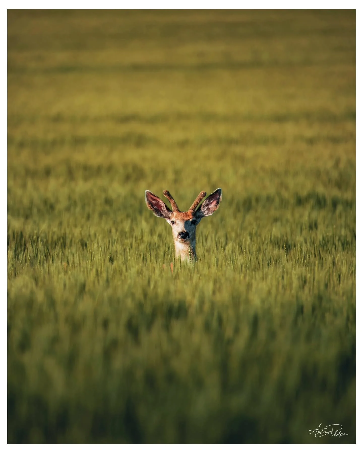 Young buck chilling in the wheat field 🦌