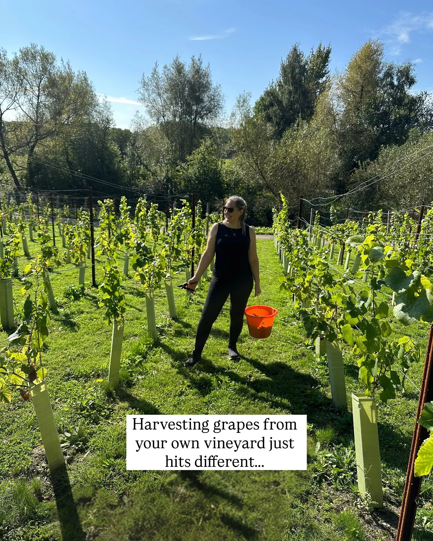 I&rsquo;ve waited years for this moment 🥰🥰🥰

After the planting the vines in 2023 this is the first harvest (albeit super small). It&rsquo;ll be a practice vintage for us and an awesome chance to experiment with yeasts and techniques. 

Can&rsquo;