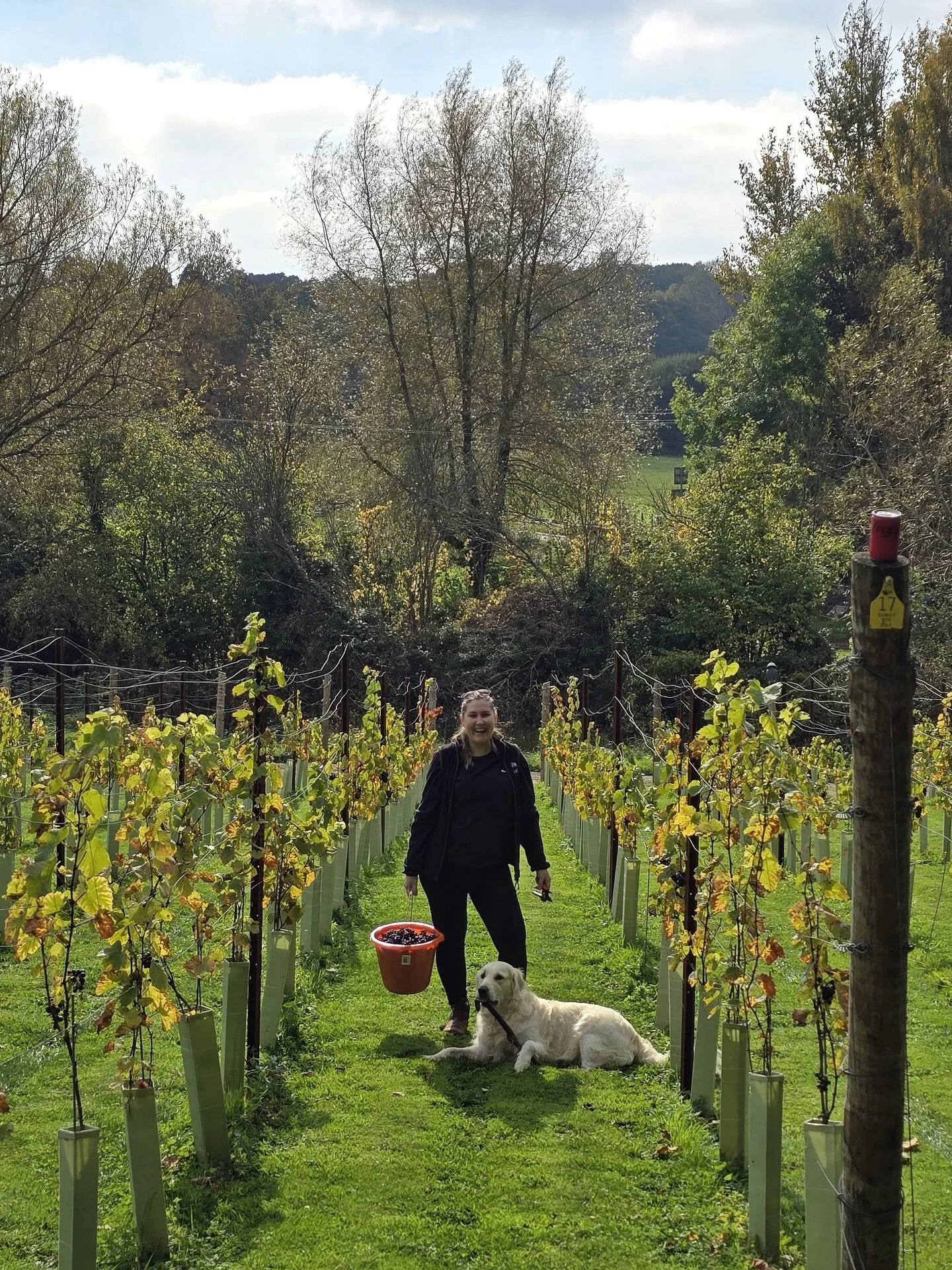 All the grapes were finally brought in a few weeks ago and are now in their temporary &ldquo;winery&rdquo; home 🍇 . Big exhale.

The Pinot Gris is done and tucked away having a little rest, while the Pinot Meunier and Gamay are just finishing their 