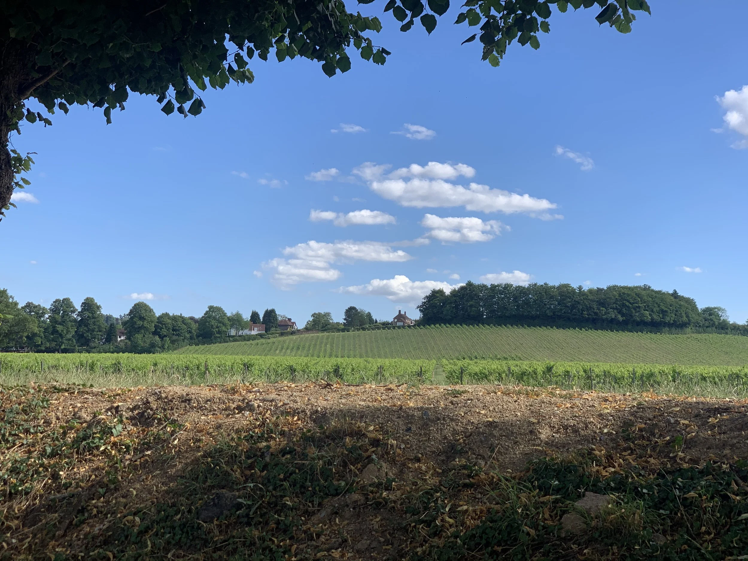 IMG_1966.jpeg