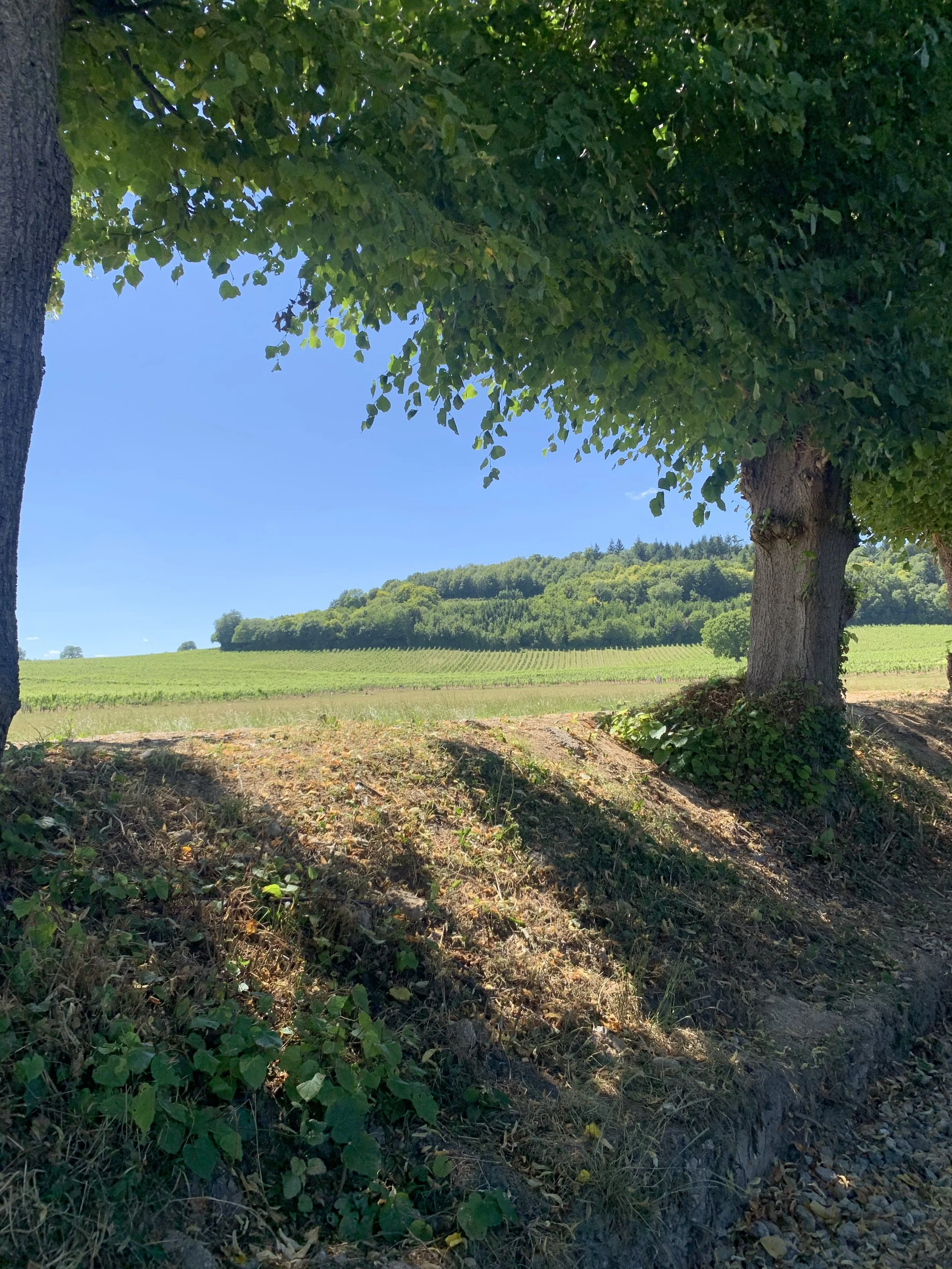 IMG_1943.jpeg