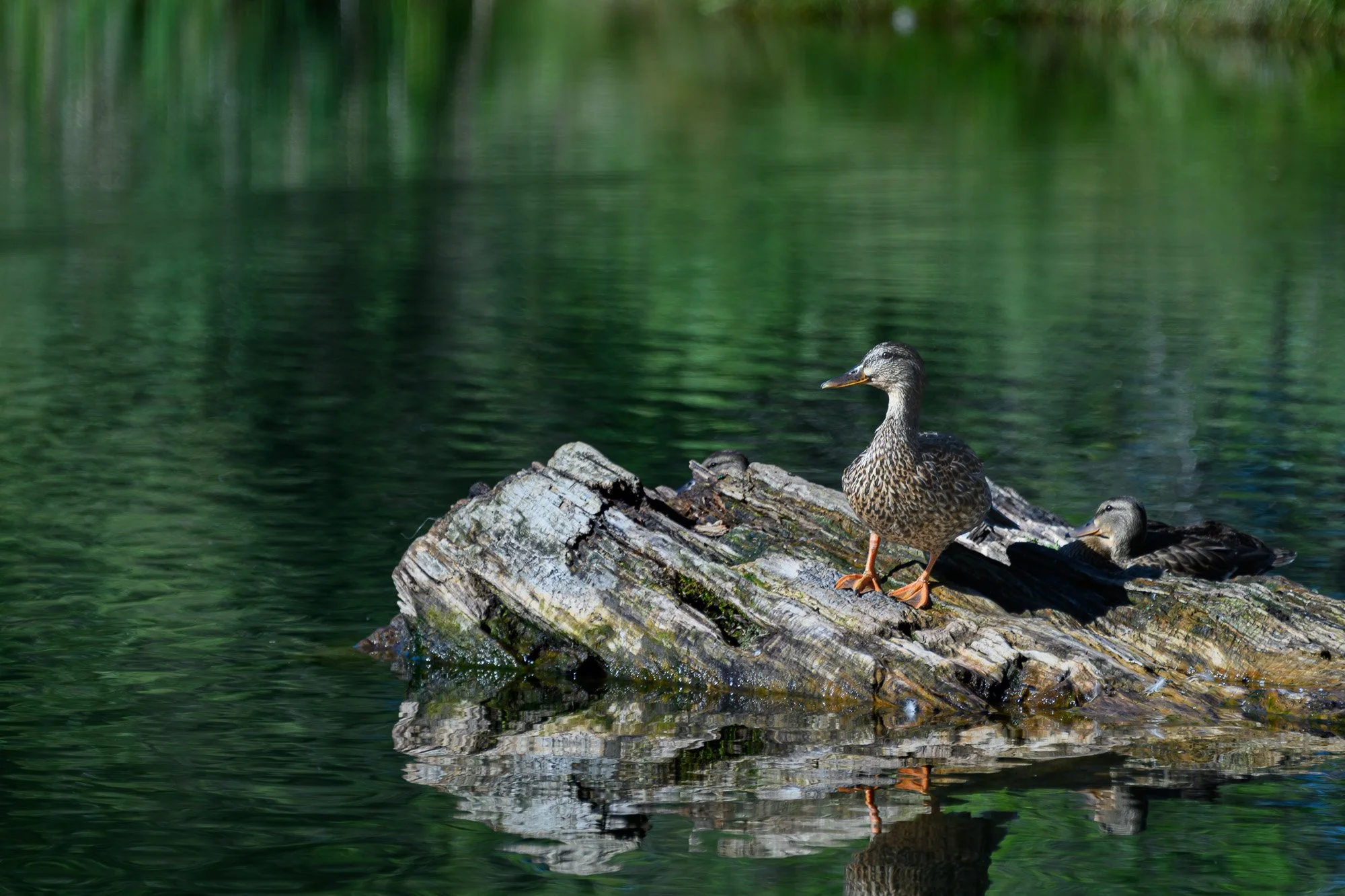 Two ducks settle into the hush of morning, one upright and watchful, the other folded gently into the curve of the log. Their reflections drift in soft green water, a quiet duet of feathers and stillness wild grace resting where light and calm meet. 