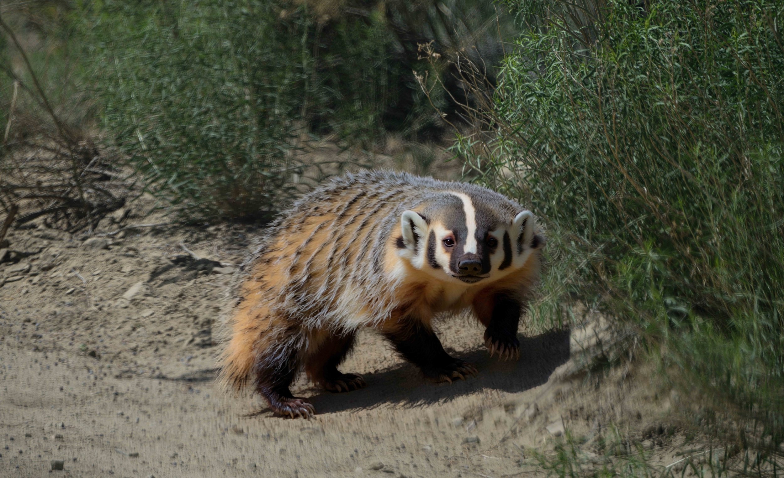 Last month, while revisiting some of our old stomping grounds in southern Utah, we had an unforgettable encounter on Cottonwood Road; a family of four badgers out for a stroll.
It was my first time seeing badgers in the wild, and they absolutely live