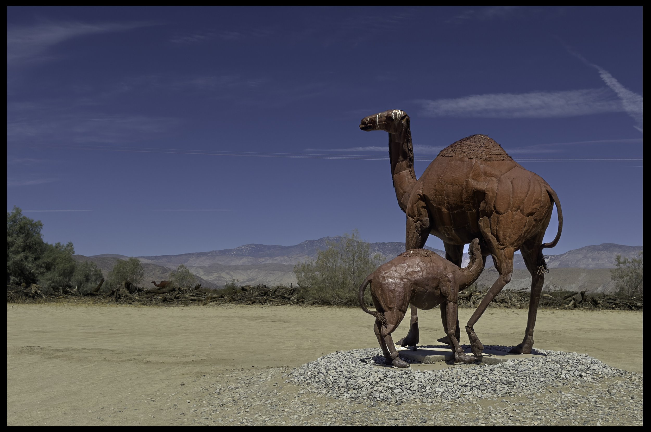 Pair of Camels in the desert