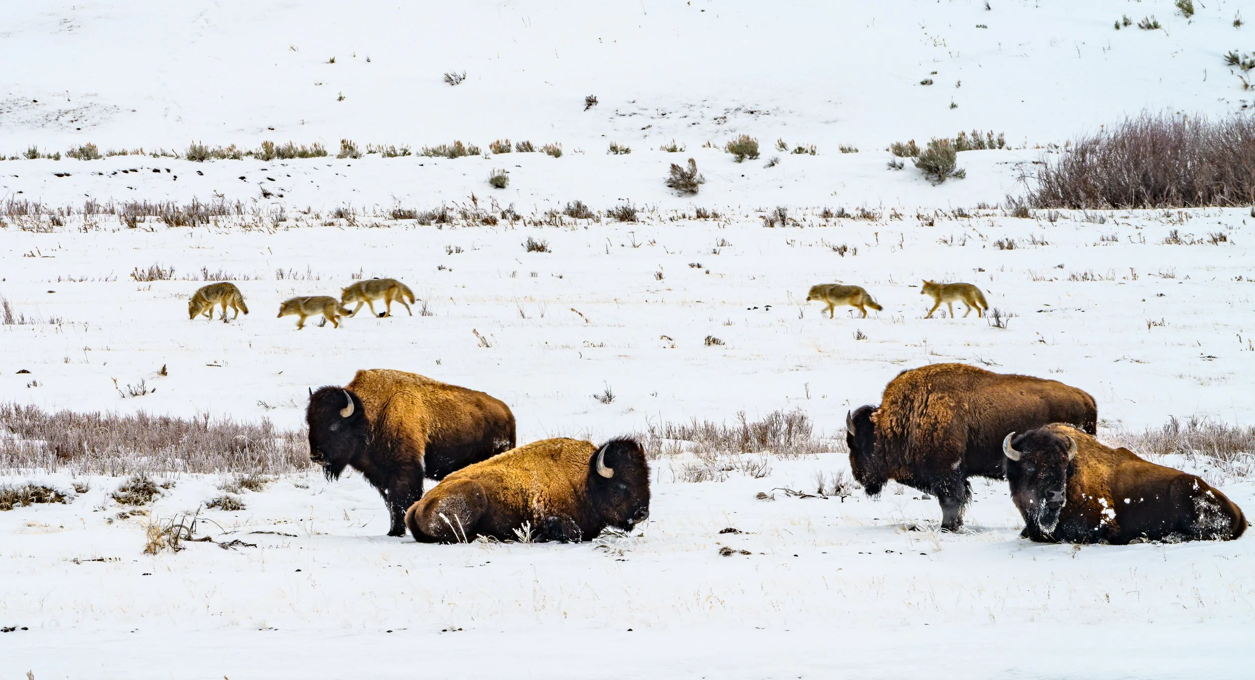 Winter lays its claim in silence, bison hold steady like monuments of muscle and frost, while coyotes drift at the edges; clever scavengers reading every shadow, seeking what food the cold might surrender.