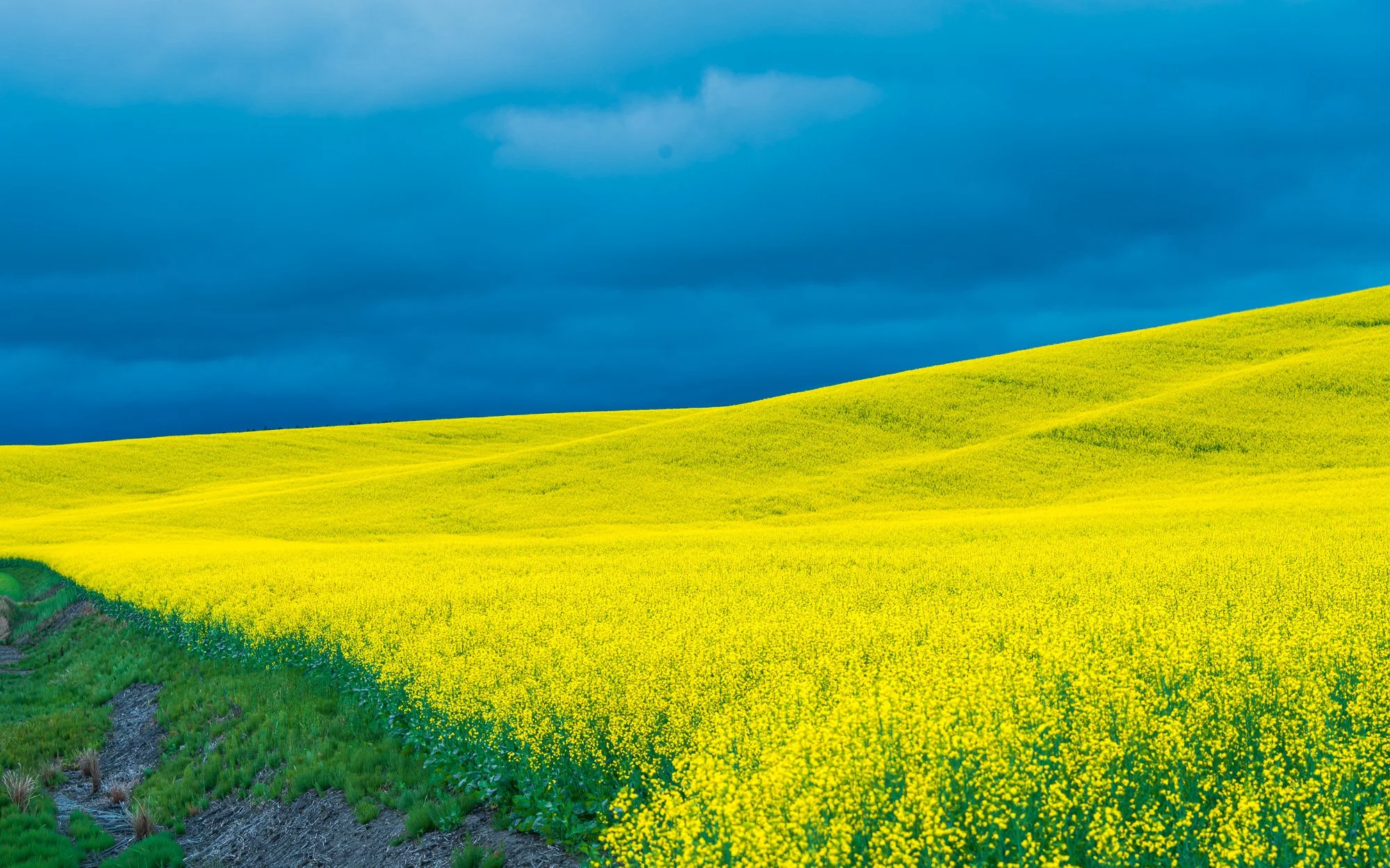 palouse-yellow-canola-fields-stormy-sky-landscape.jpg.jpg