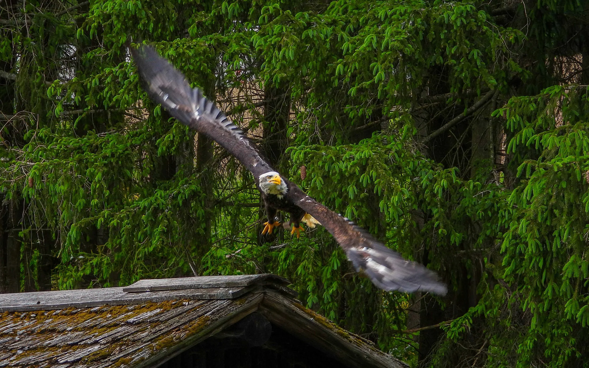 “Grace from the Gables”
From rooftop ridge to leafy skies,
Our Whitehead eagle spreads its wings to rise.
The world below still tied to land,
She ascends—majestic, grand.
Lifts with wind, no delay,
Power; bold display.
Treetops bow, the moment still—