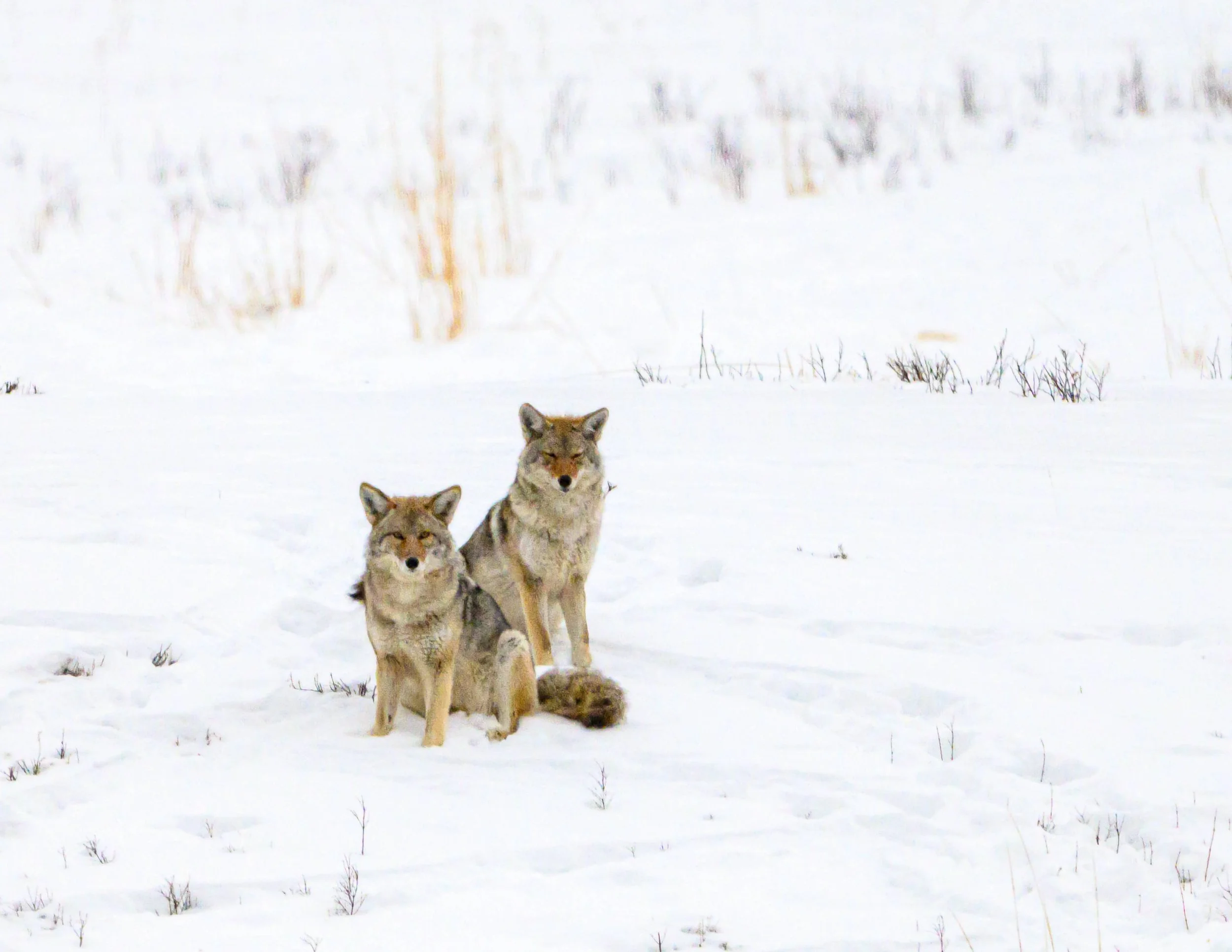 Two coyotes in the quiet snow,
unhurried in the morning glow.
Side by side in winter’s chill,
just being wild, just being still.