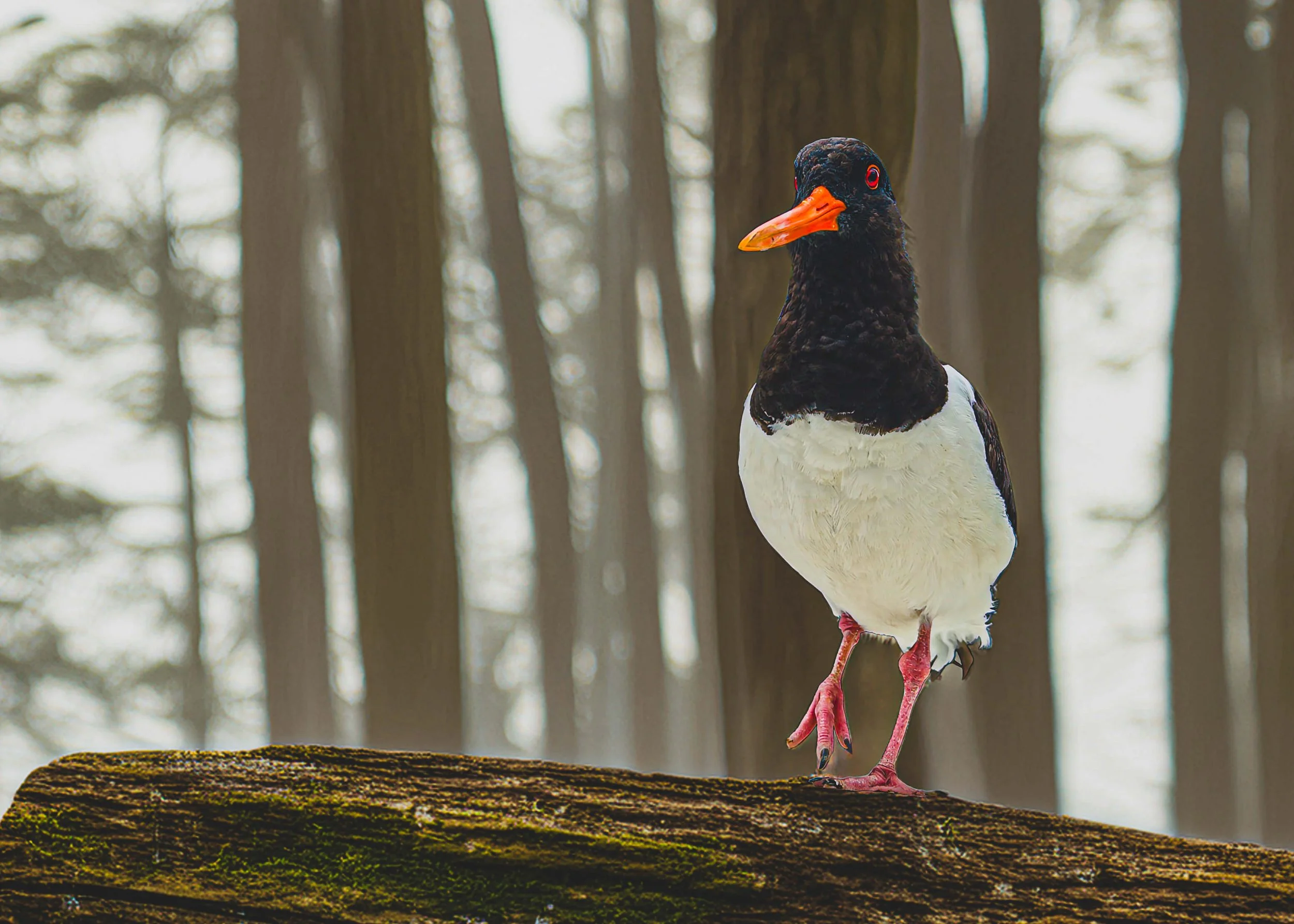 “The Oystercatcher”
With a throne of moss and wood,
Our oystercatcher proudly stood.
A splash of orange, bold and bright,
Amid the forest’s misty light.
Black and white in perfect grace,
He guards the quiet, a sacred place.
With every step, a tale it