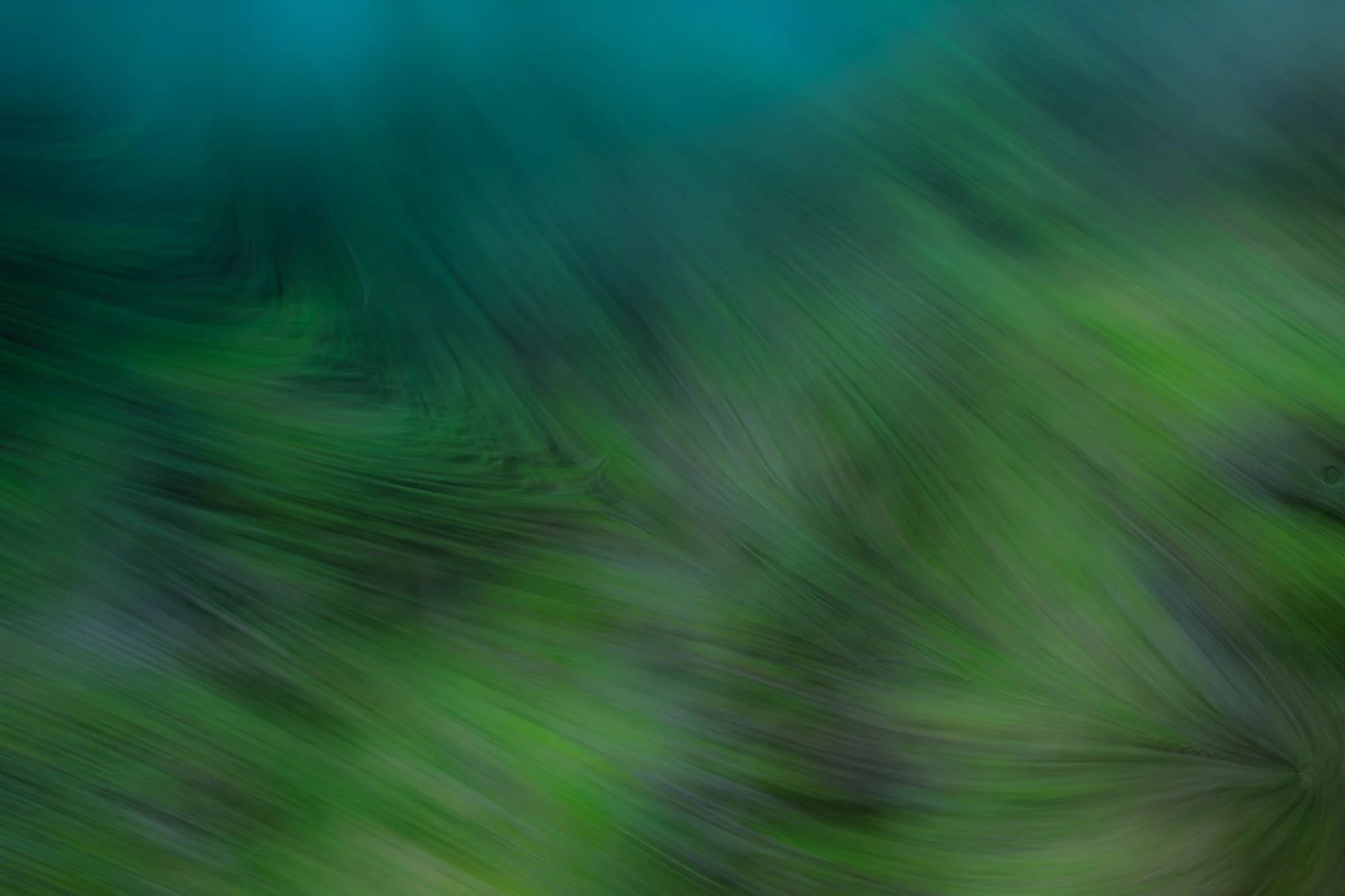 Emerald Flow:
Emerald tides of mist and cedar,
A quiet rush of ancient moss.
Shadowed canopy bends to canopy,
Light is lost and found
A breath of rain, a swept green dream,
The forest murmurs in its sweep:
Hold the hush of Pacific wilderness,
Where t