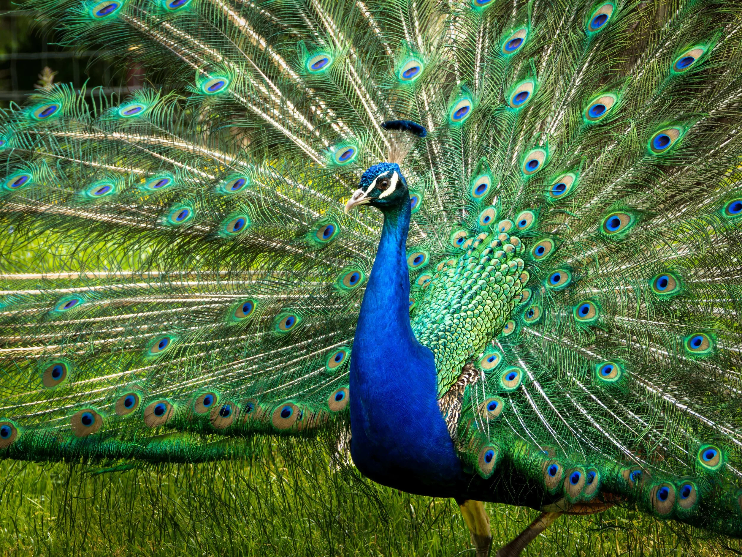 “The Peacock’s Crown”
Bold burst of blue, living flame,
He fans his throne without a name.
Green eyes shimmer, bold, wide
Storm of beauty he can't hide.
Our peacock stands where sunlight dares to dance,
King of color, fierce romance.
No need to speak