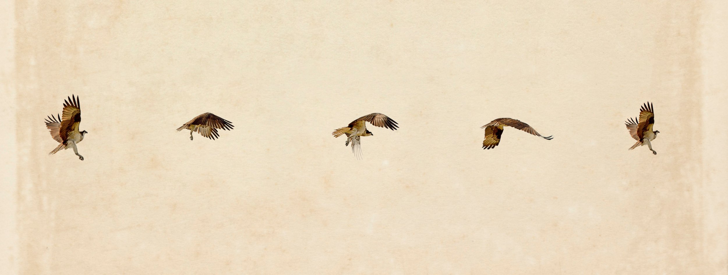 Osprey in Flight, Michigan