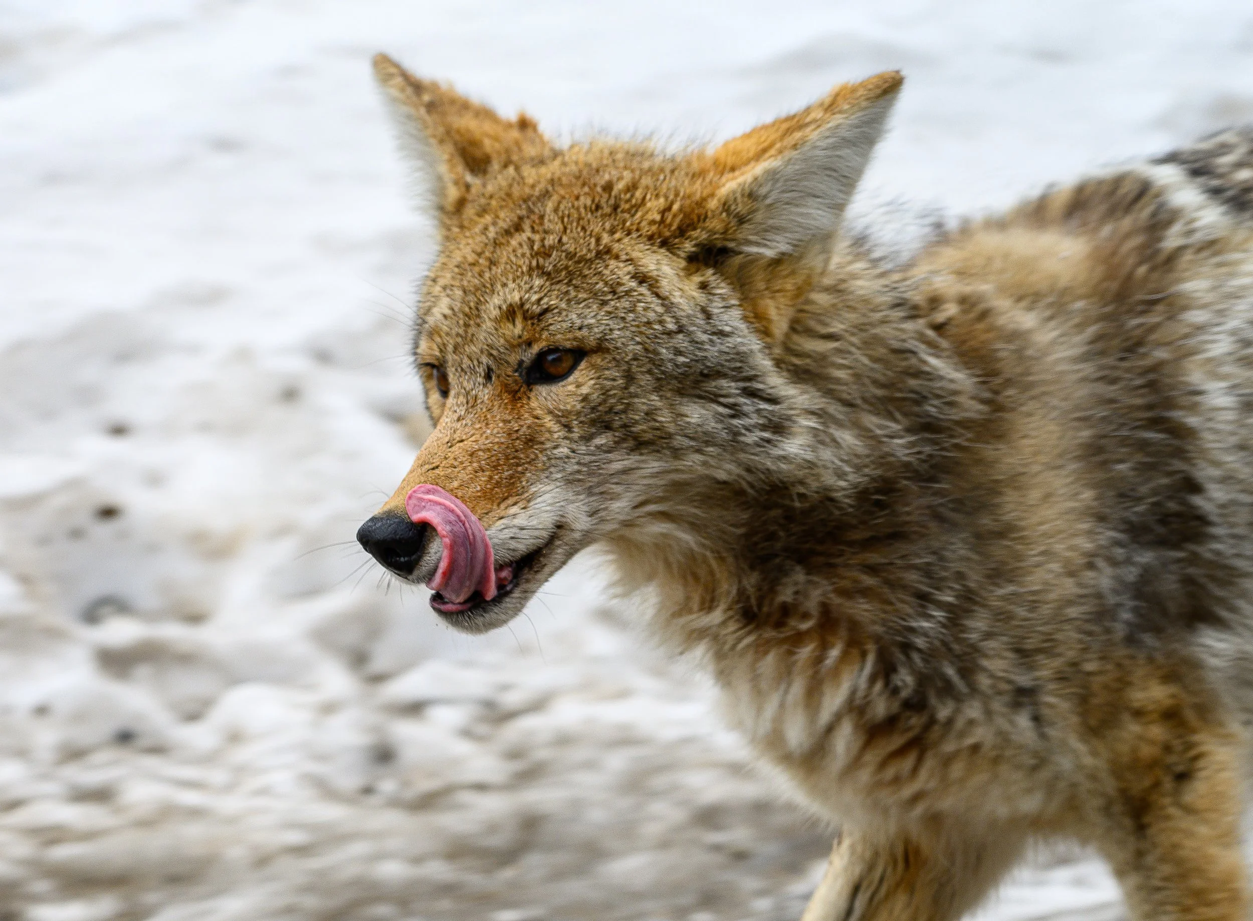 In the hush of winter’s breath, a lone coyote stands against the snow; fur brushed with dusk, eyes bright as ember pine. He pauses, tasting the cold on his tongue, as if savoring the quiet between heartbeats. Around him, the world holds still, listen