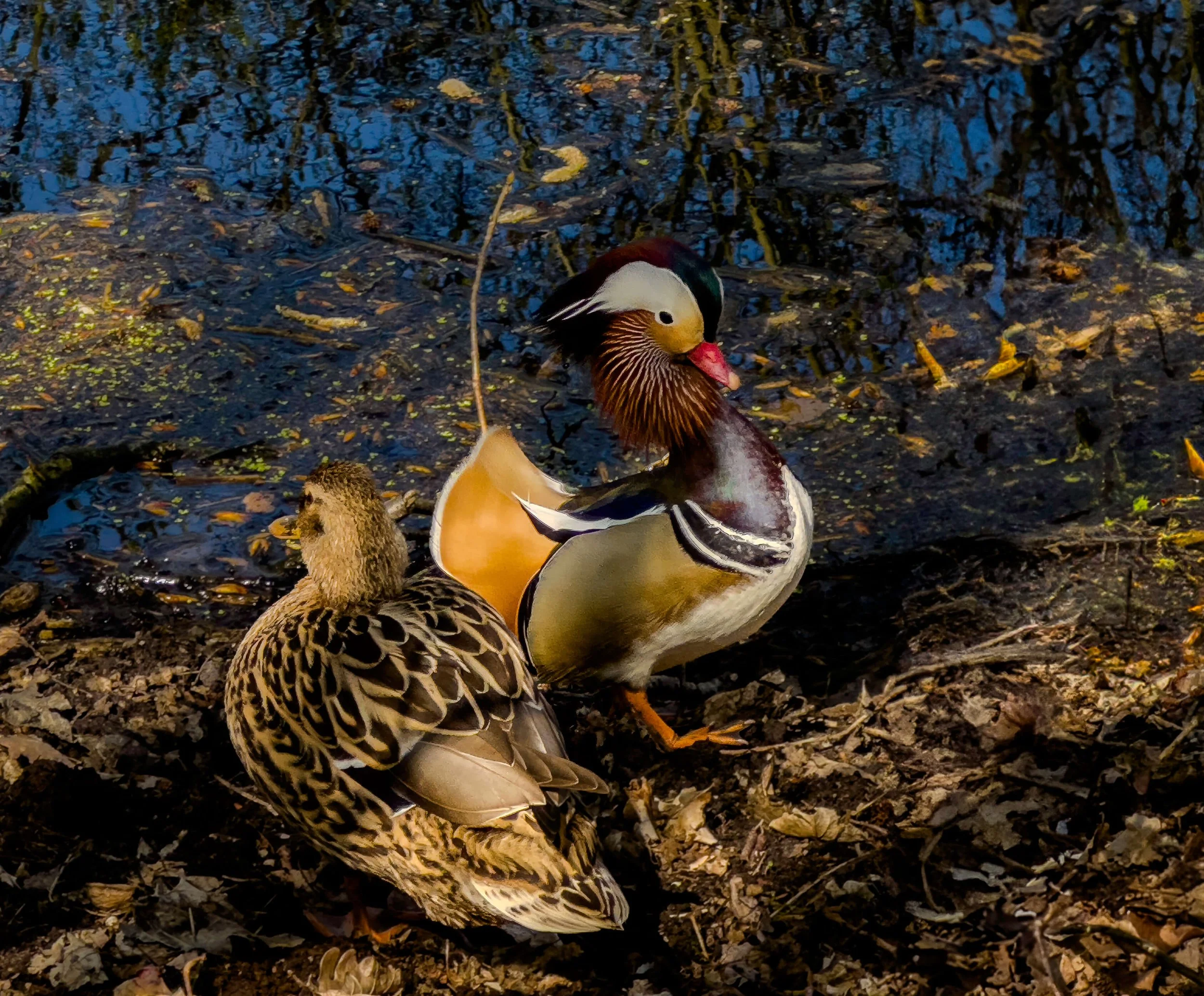 “Mandarins by Morning Light”
Still pond’s edge, gentle grace,
Mandarin ducks find their place.
One clad in color, bold and bright,
A living lantern bathed in light.
His feathers flare—a painter’s dream—
Of chestnut, gold, and tangerine.
Beside him hi