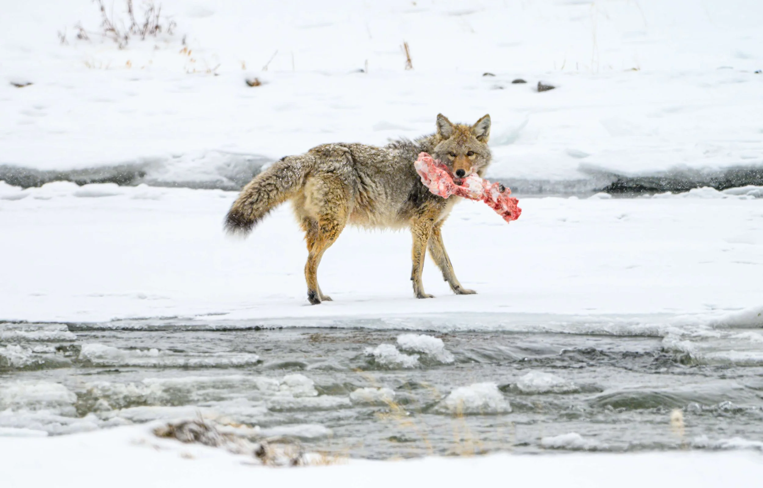 "Winter Claim"

A hush of snow along the stream,
Where ice and silence softly gleam,
The coyote stands with primal grace,
A shard of life clenched in its face.
No audience but wind and pine,
No mercy in this frozen shrine,
Its amber eyes, alert and l