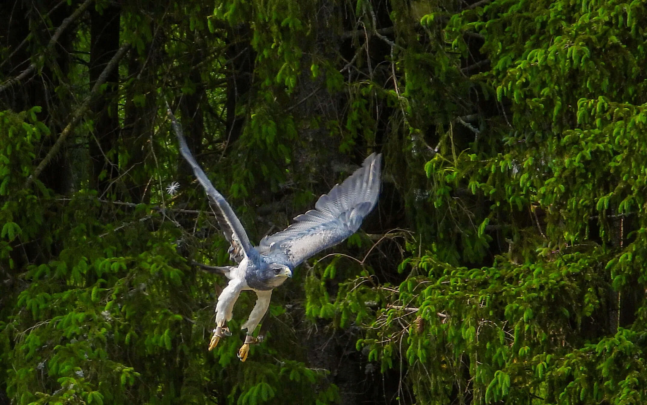 "Whispers Beneath the Wings"
A forest hush where emeralds gleam,
Our bird takes flight a waking dream.
Wings carved wide through morning's hush,
Fleeting echo, skyward rush.
Tree canopy sighs, branches bend,
Every leaf witness, each gust a f