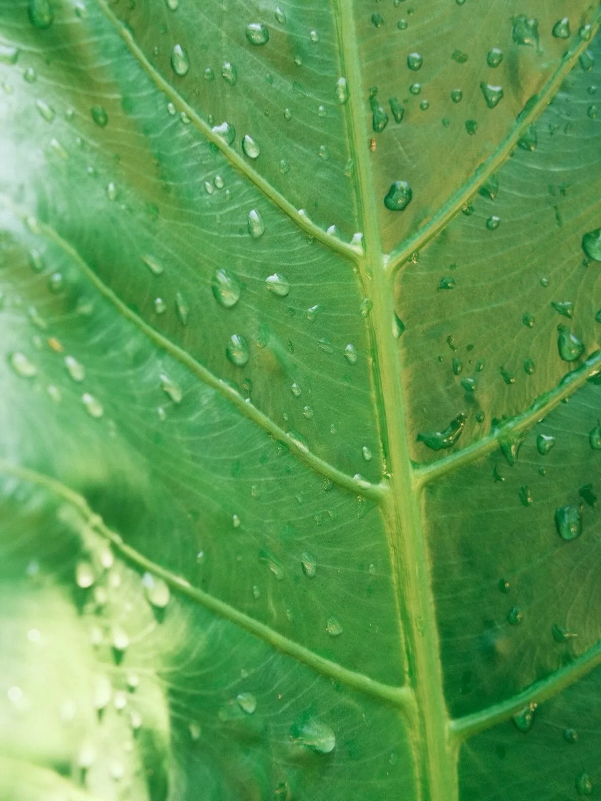 textures, colors and reflections from the forest
