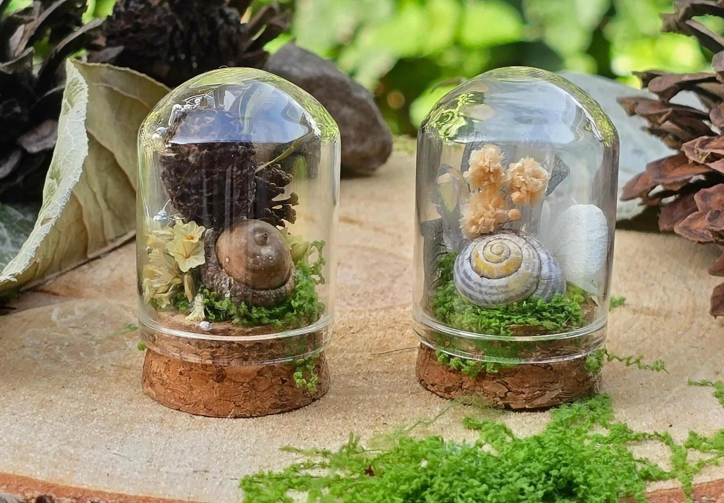 Two glass terrariums with cork bases on a sandy surface, containing plants, shells, and decorative objects, surrounded by green leaves and other natural elements.