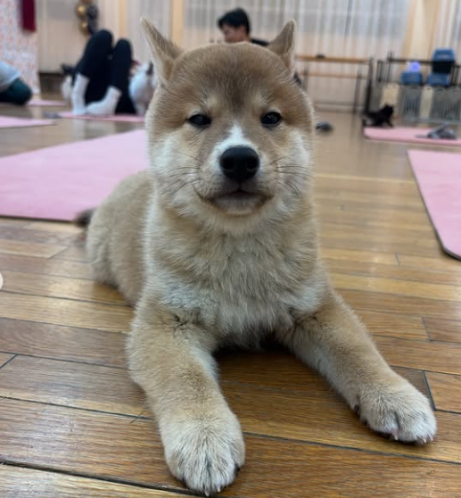 How Our Puppy Yoga Classes in Montreal Work