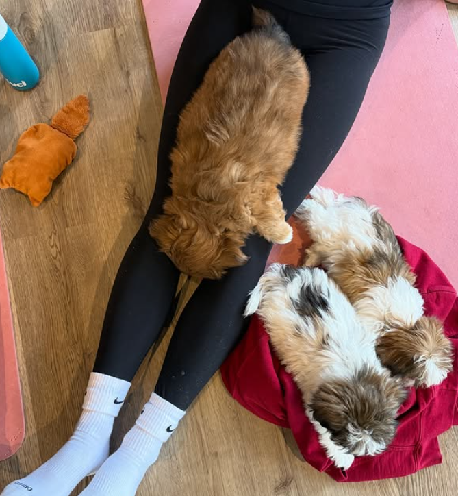 Looking for puppy activities in Montreal