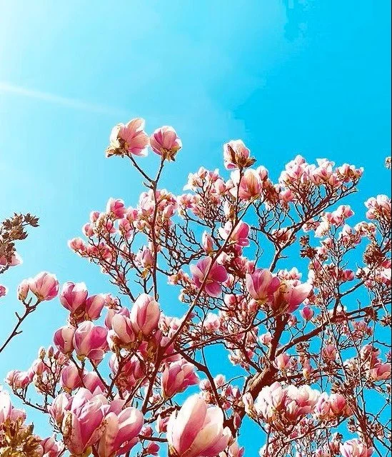 Wintering to Springing ~ A Half-Day Yoga Retreat