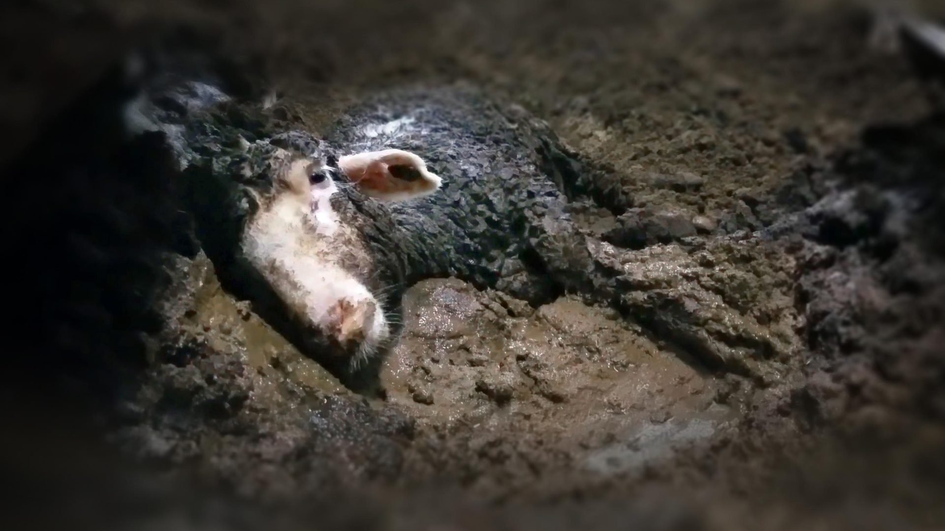 Photo Credit: Animals Australia.
Keep The Sheep Off Boats
