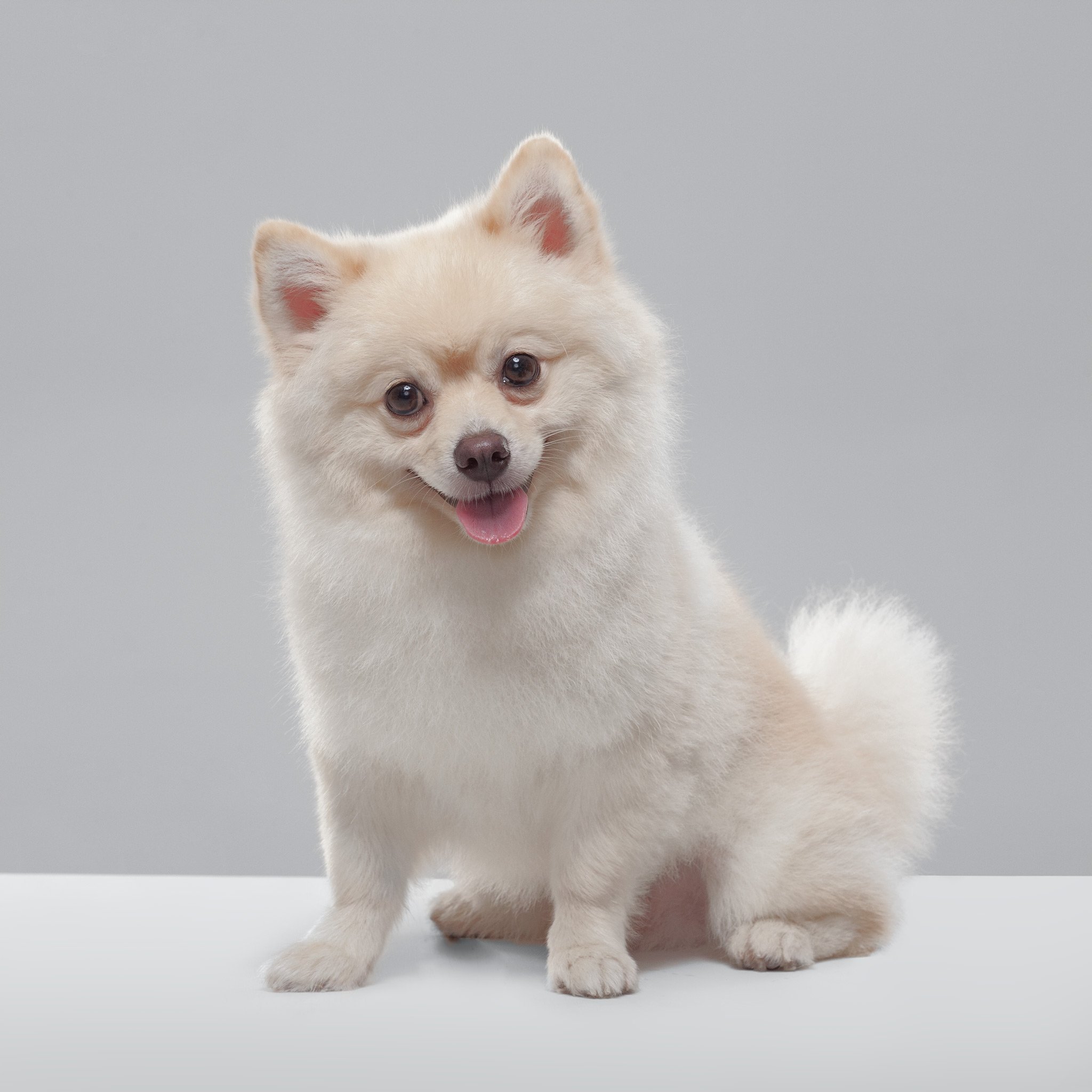 Barni-Portfolio(Online).jpg