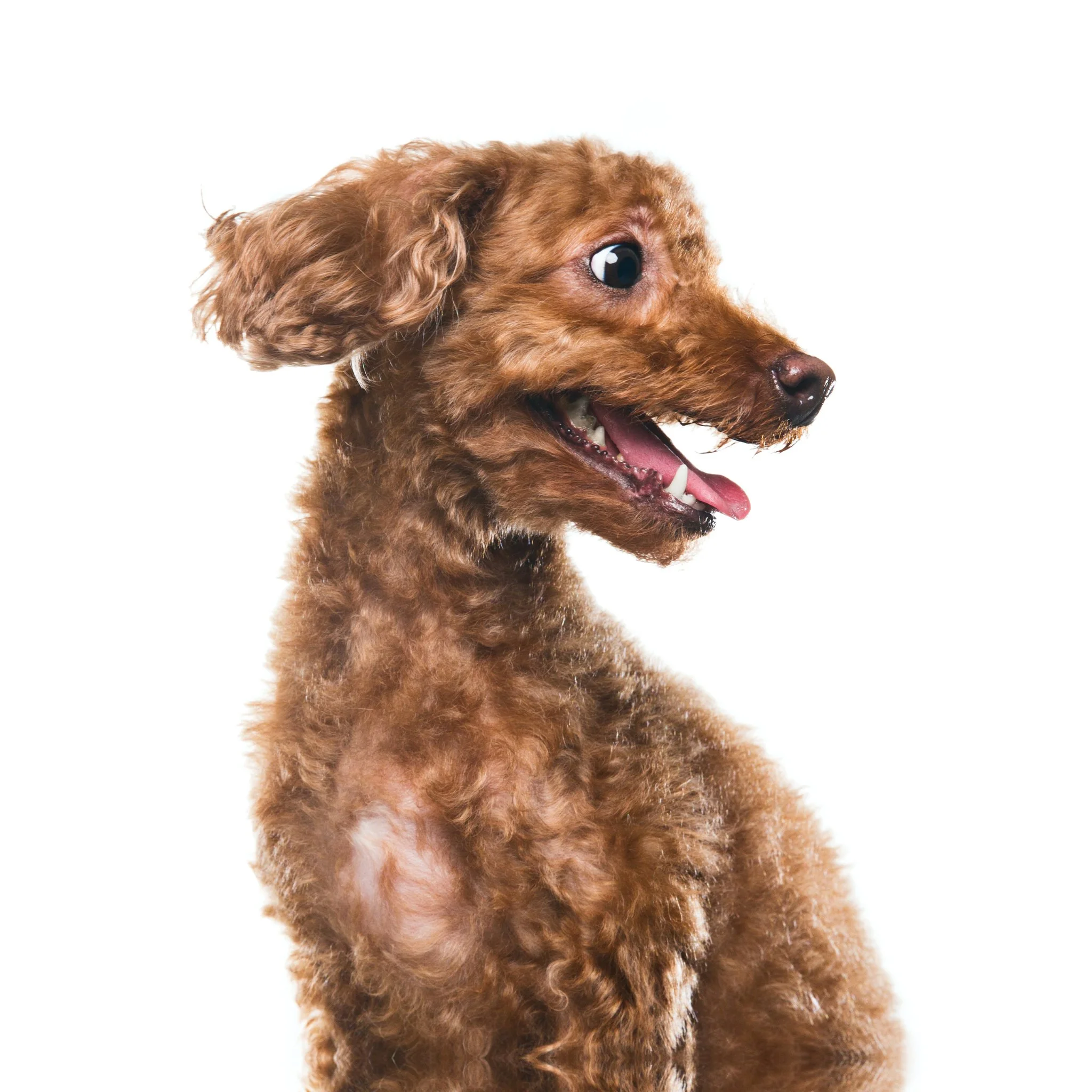 Bailey-2.jpg