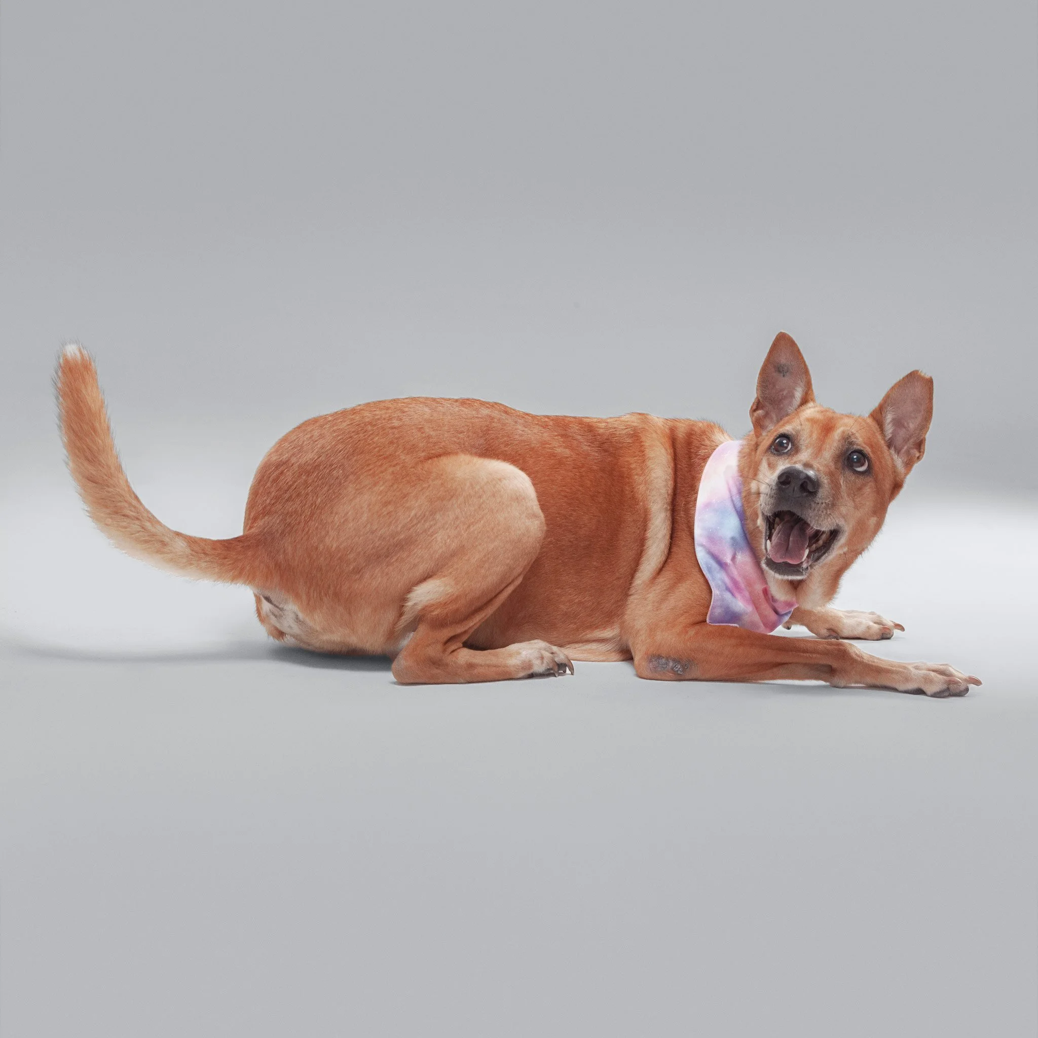 Goldie-Portfolio(Online).jpg