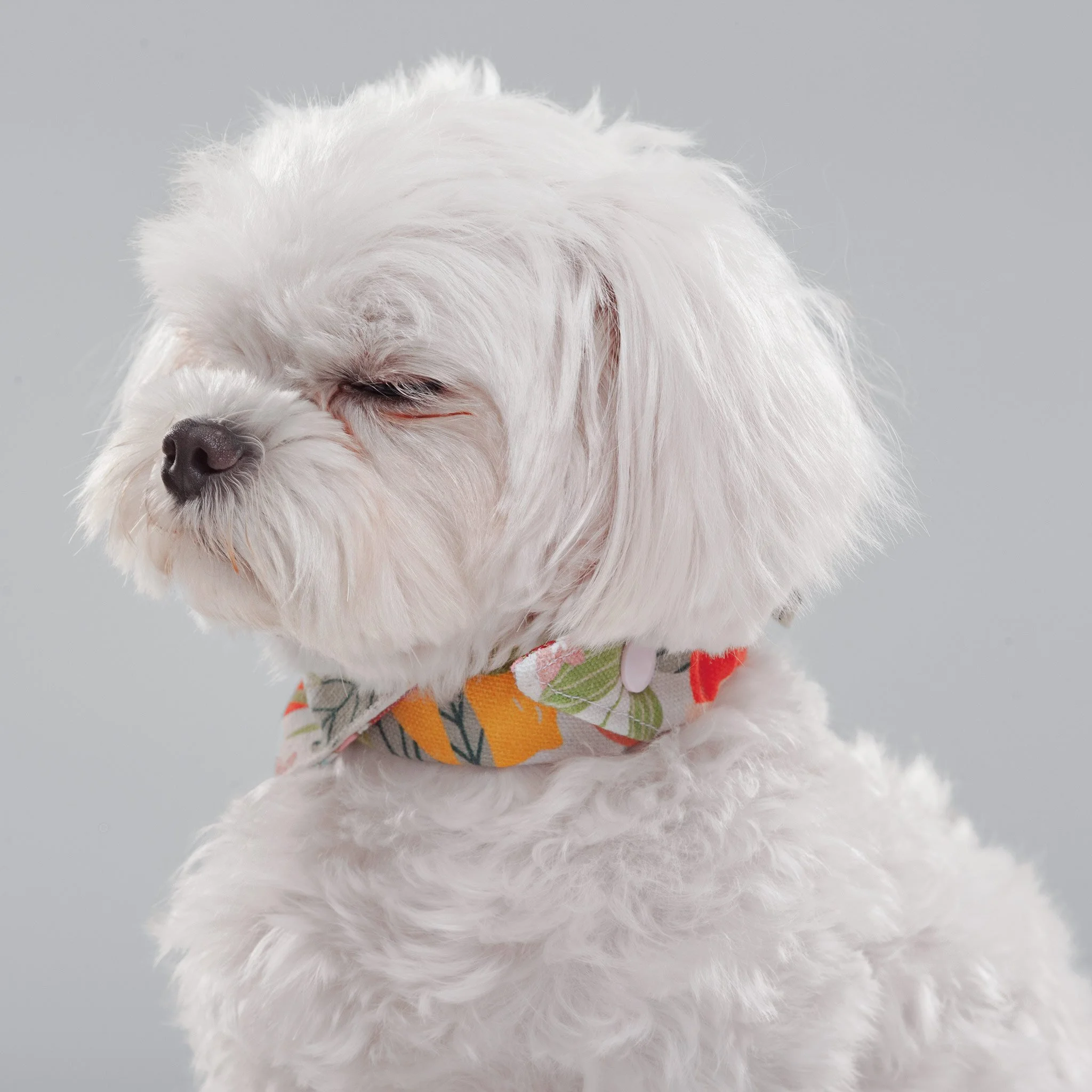 Phoebe-Portfolio(Online).jpg