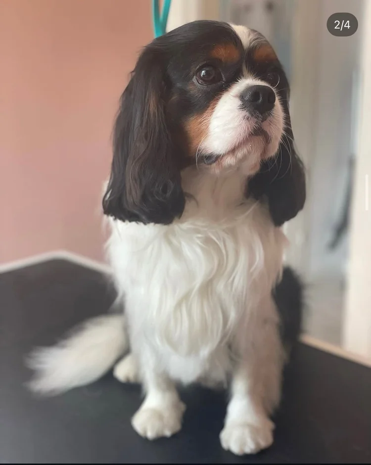 Cavalier kingcharlesinspanieli trimmauksen jälkeen, Trimmaamo HimaHau
