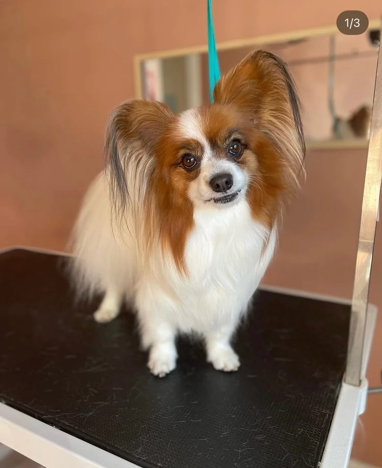 Papillon trimmauksen jälkeen, Trimmaamo HimaHau