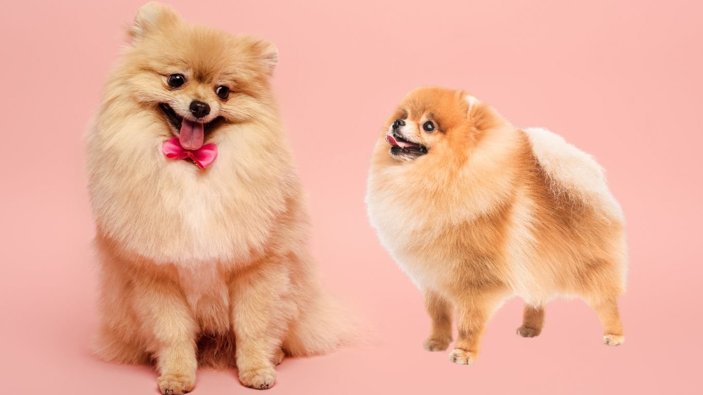 Pomeranian turkinhoito
