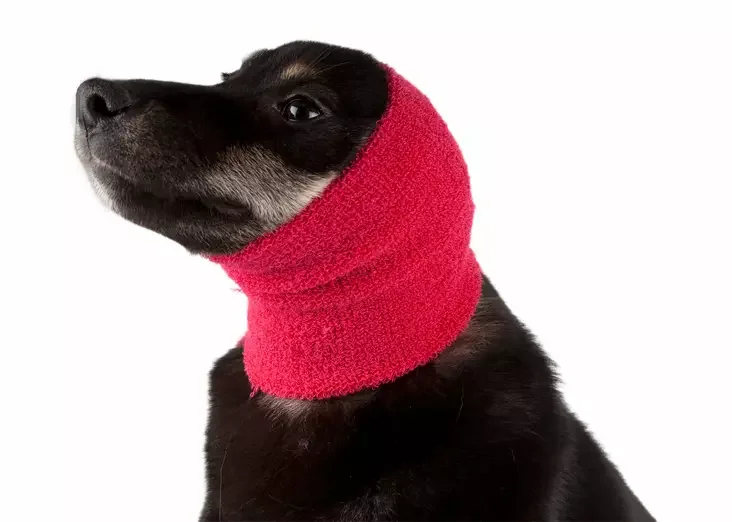 Korvahuput föönauksessa. Ear Buddy vai Dog Snood? 