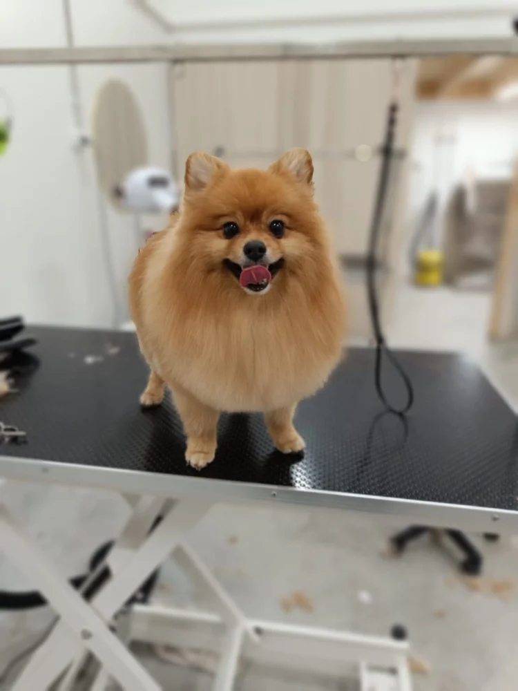 Pomeranian trimmauksen jälkeen, Trimmaamo HimaHau